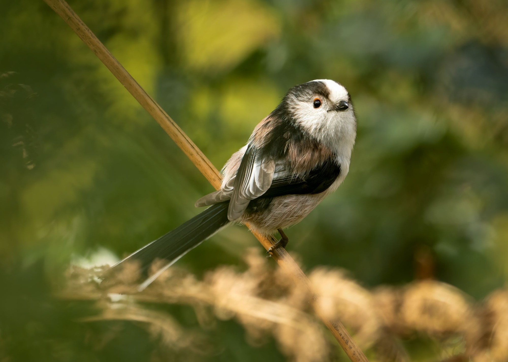 DSC_4008 Longtailed Tit (7x5).jpg