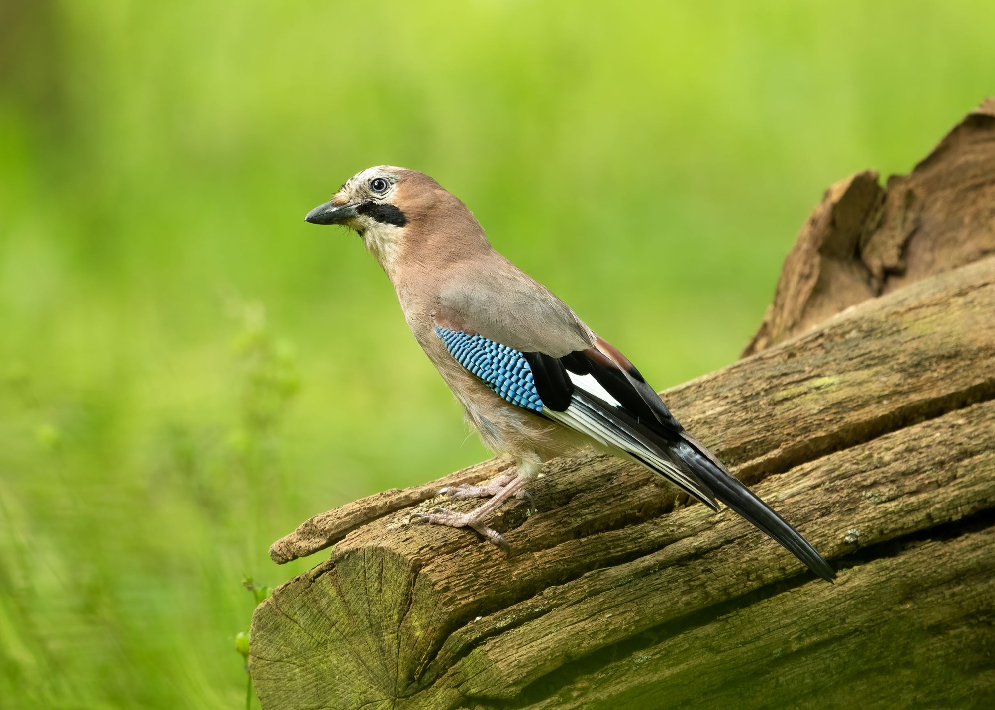 DSC_9968 Jay (7x5).jpg