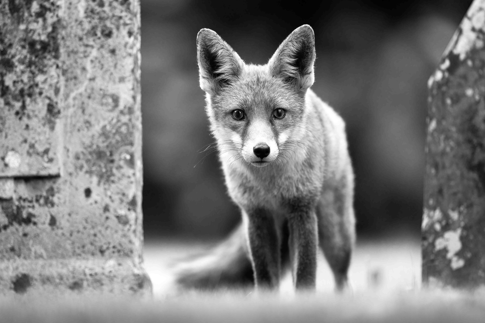 DSC_1496 Fox Amidst Gravestones (6x4 Monochrome)