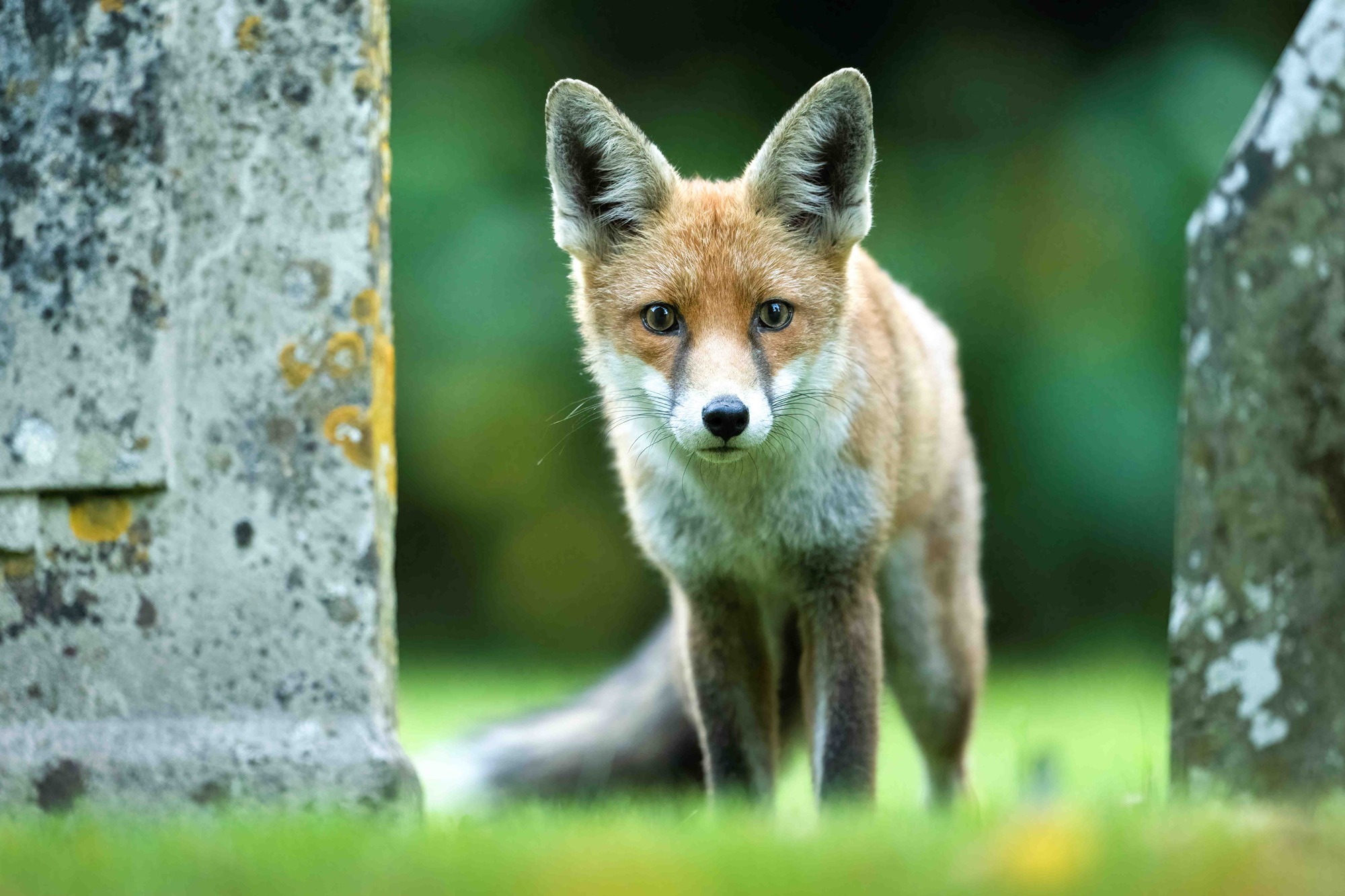 DSC_1496 Fox Amidst Gravestones (6x4)
