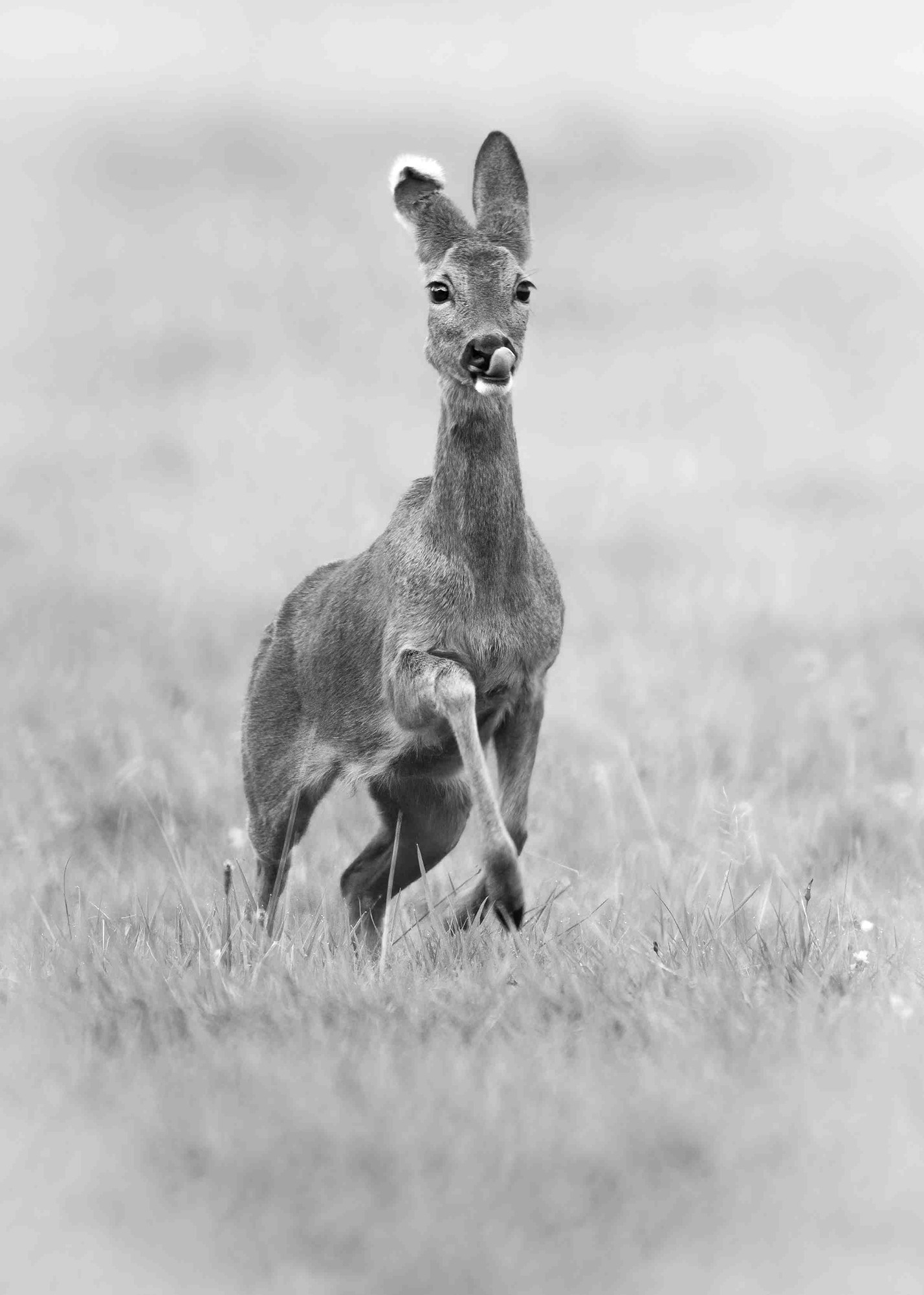 DSC_1724 Roe Deer Doe (7x5 Monochrome Portrait)