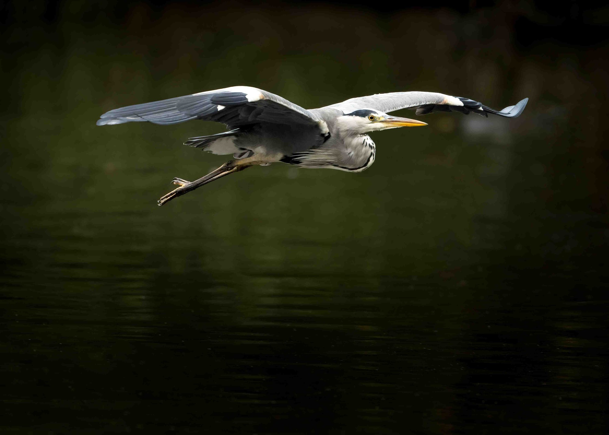 DSC_2500 Grey Heron (7x5)