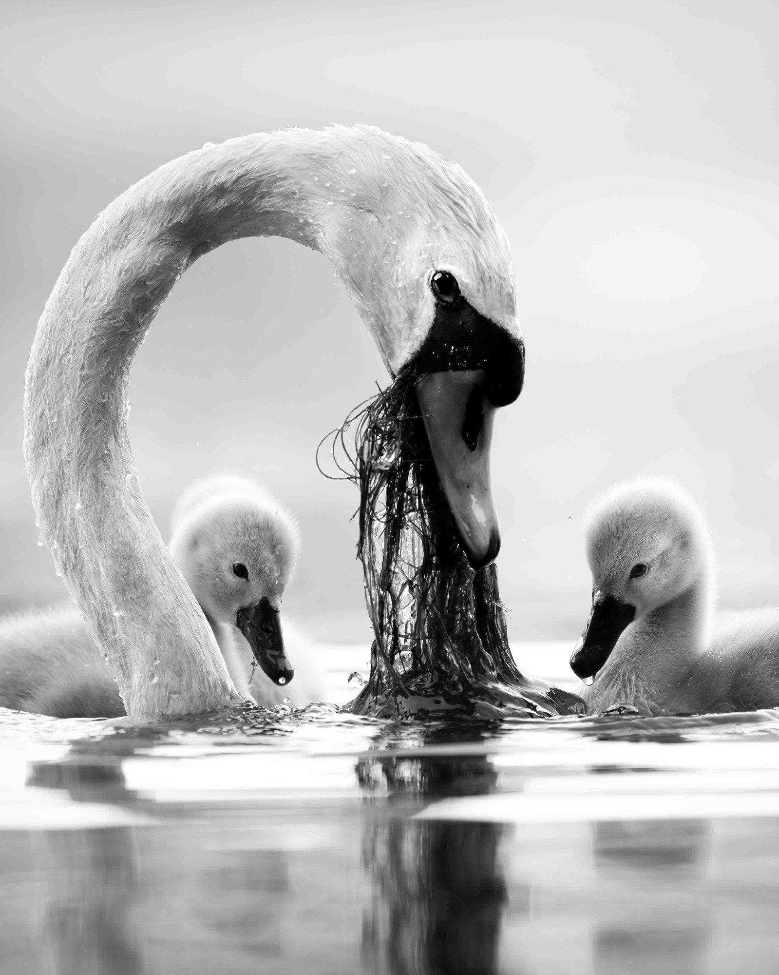 DSC_3132 Mute Swan & Cygnets (8x10 B&W Portrait)