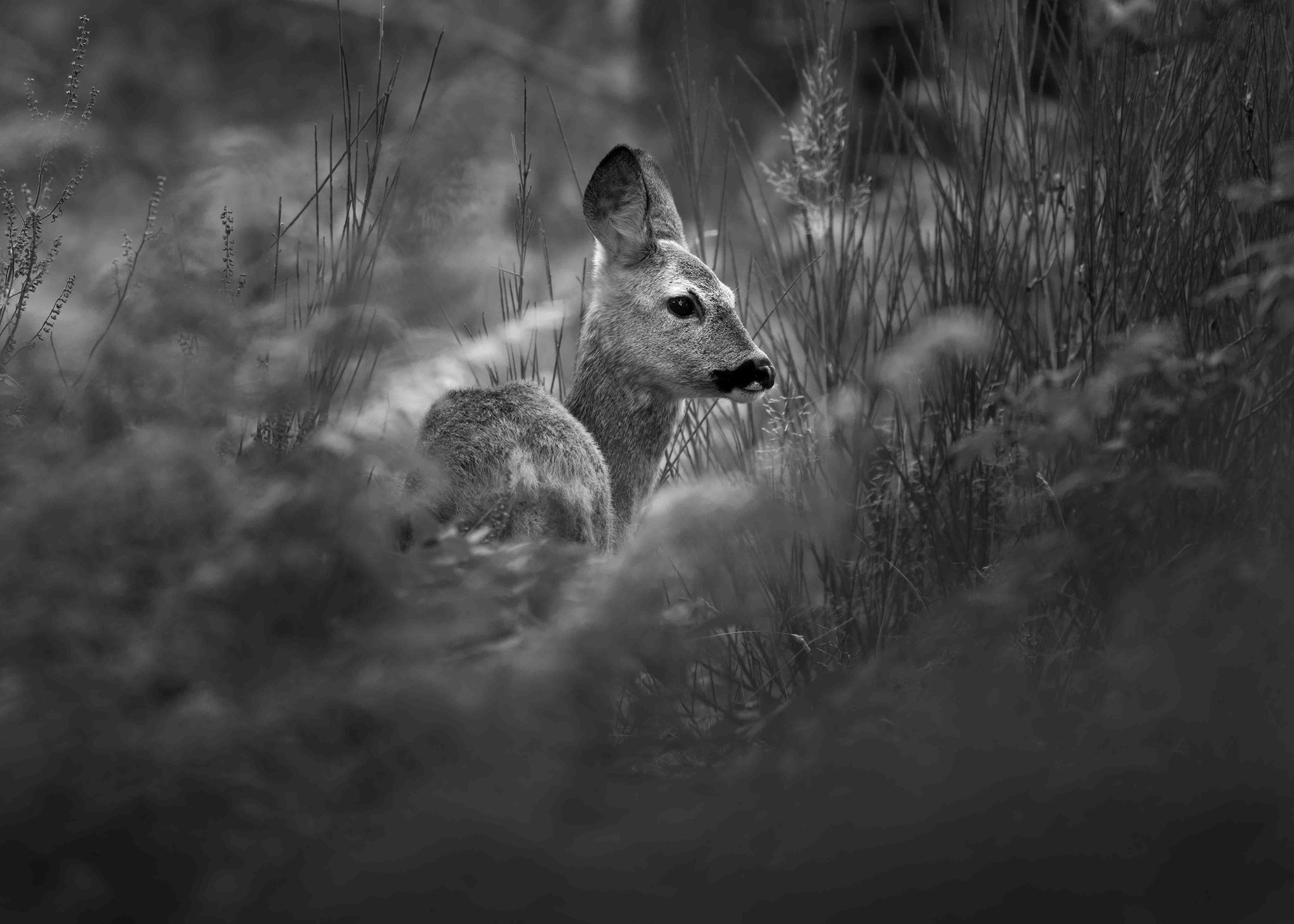 DSC_3514 Young Roe Deer (7x5 B&W)