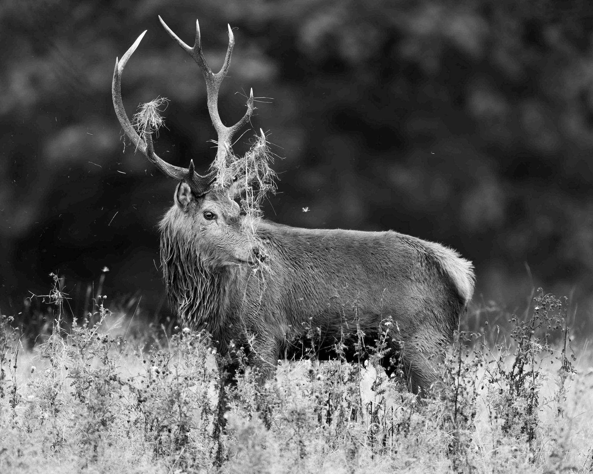 DSC_3756 Red Deer Stag (8x10 B&W)