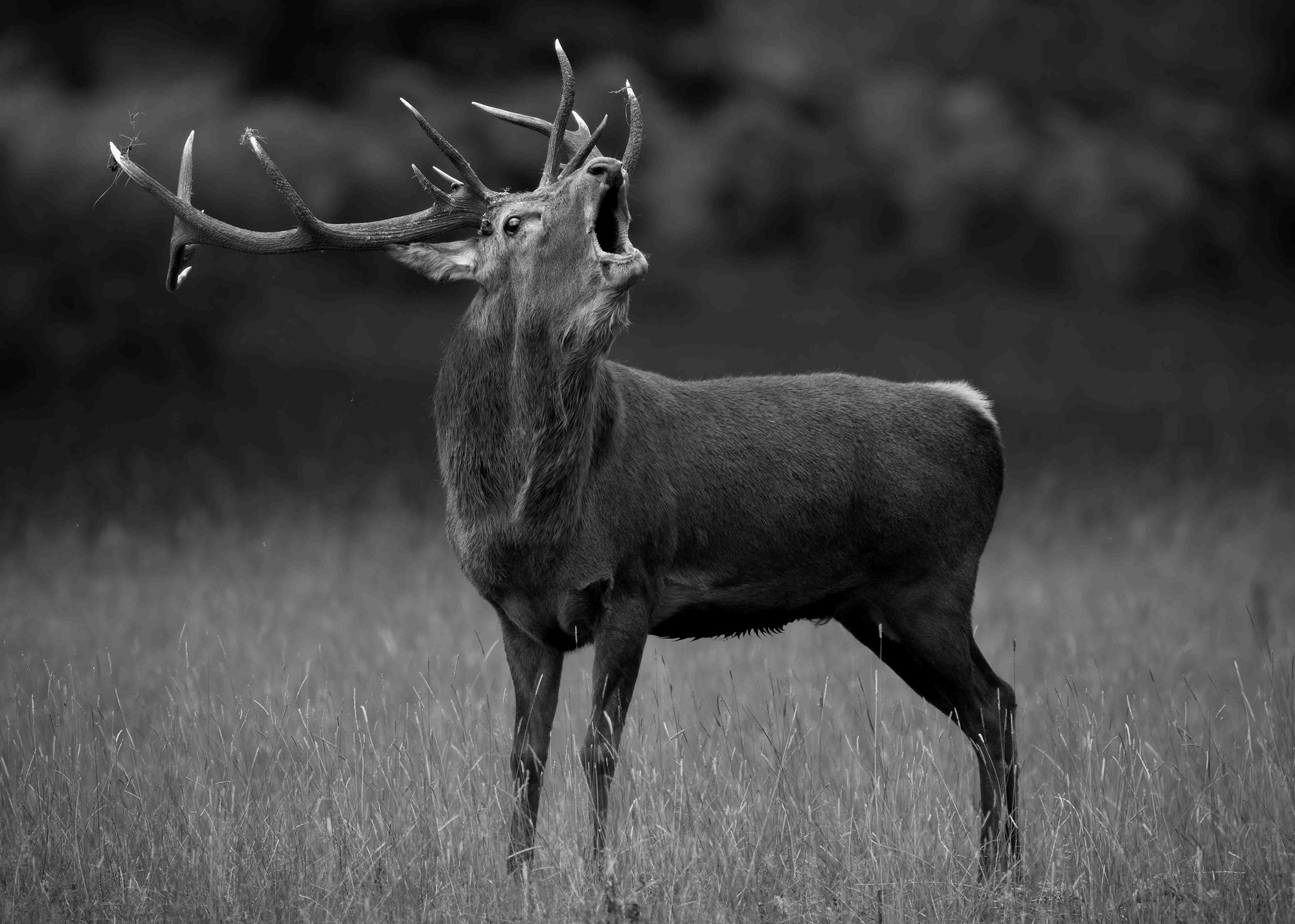 DSC_3790 Red Deer Stag (7x5 B&W)