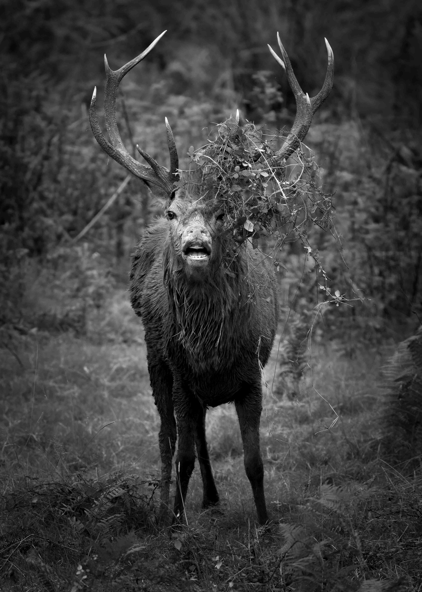 DSC_3852 Red Deer Stag (7x5 B&W Portrait)