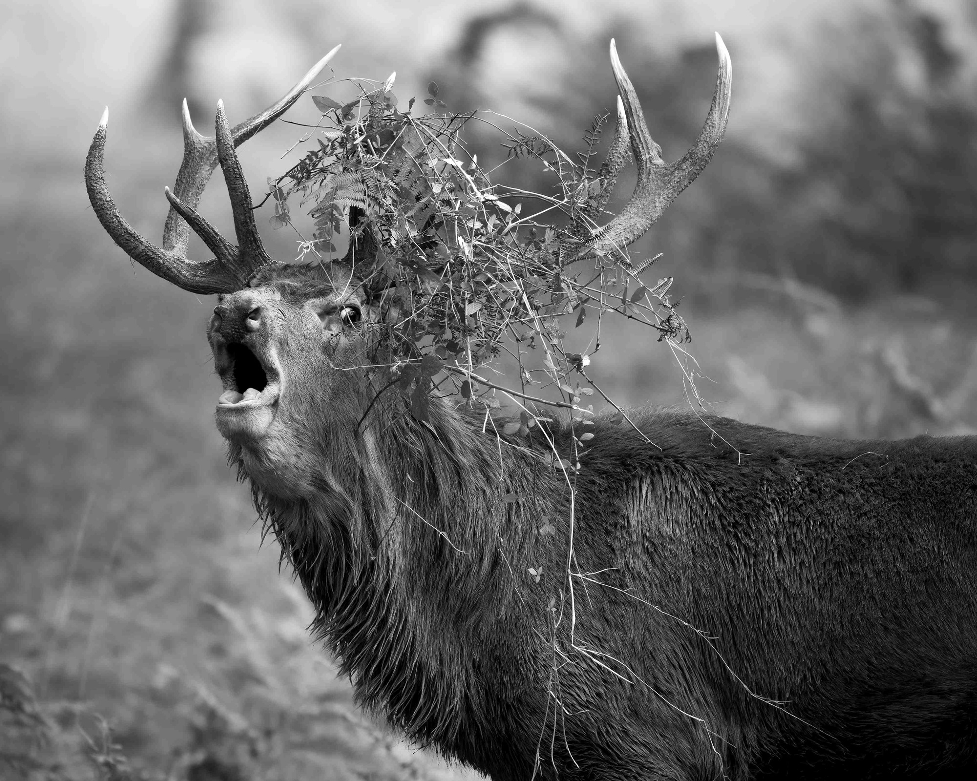 DSC_3942 Red Deer Stag (8x10 B&W)