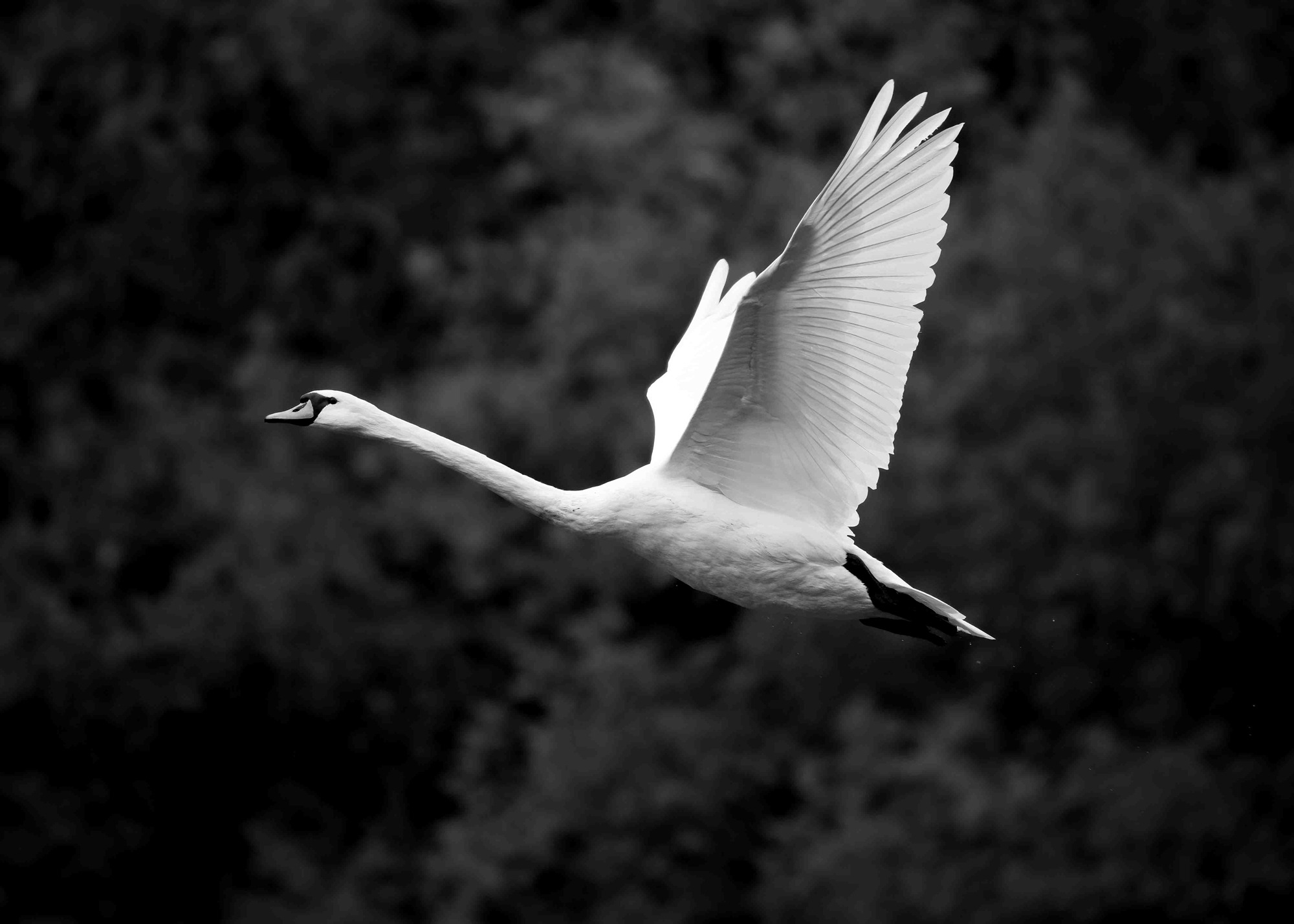 DSC_4259 Mute Swan (7x5 B&W)