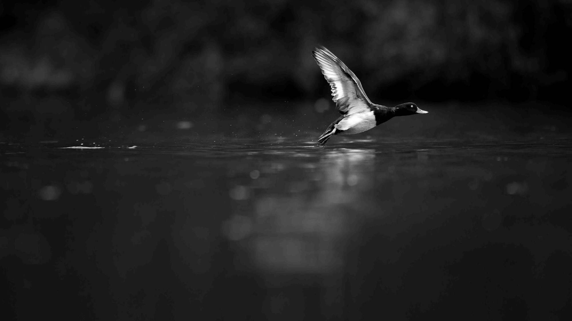 DSC_4281 Tufted Duck (16x9 B&W)