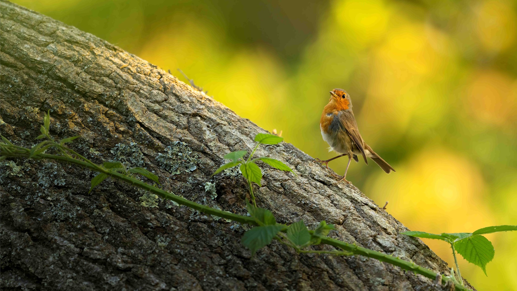 DSC_4418 Robin (16x9)