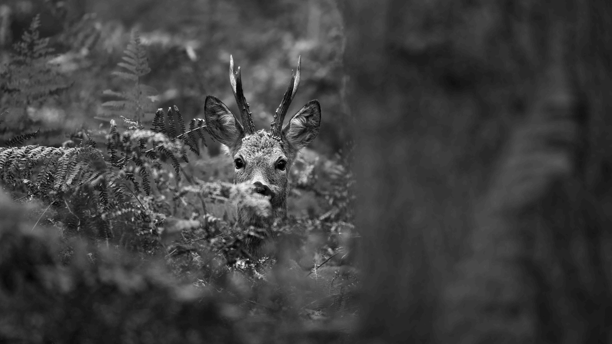 DSC_4462 Roe Buck (16x9 B&W)