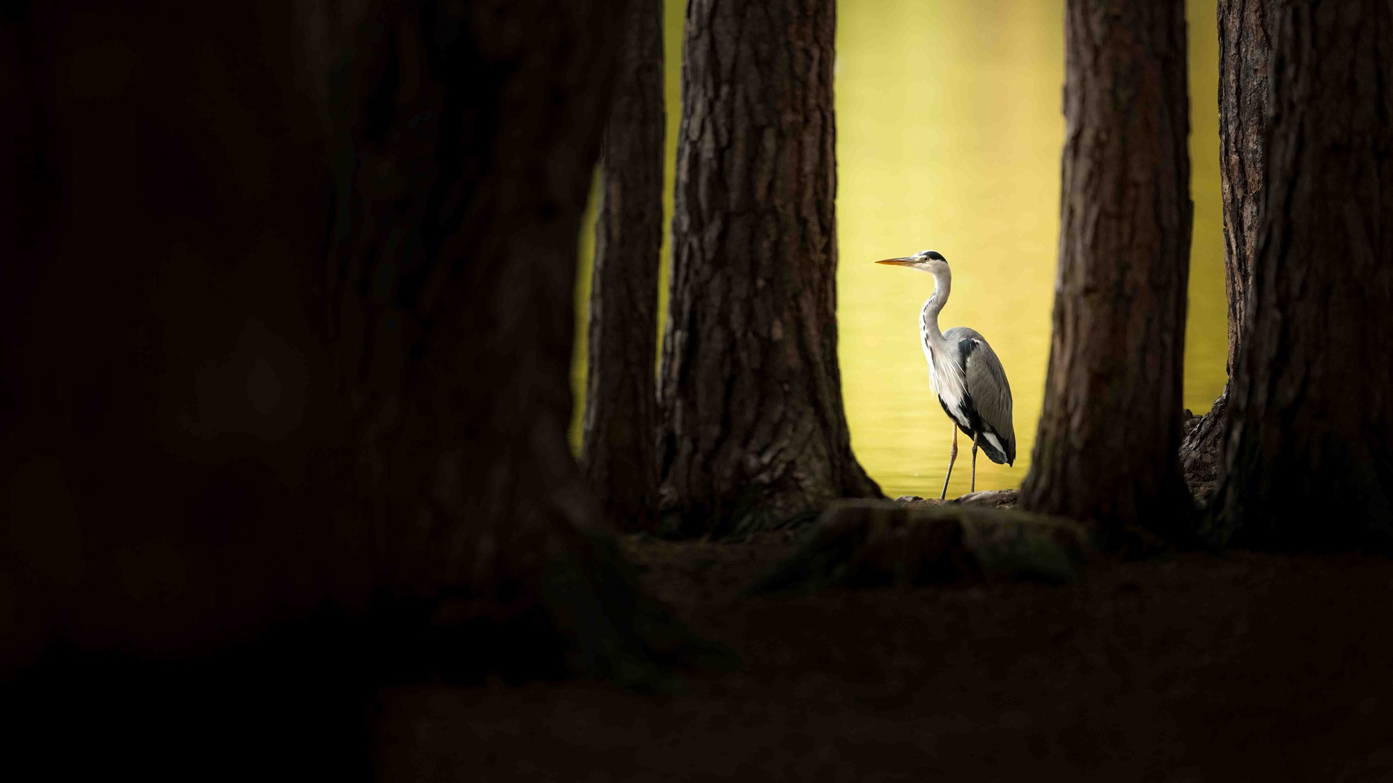 DSC_4510 Grey Heron (16x9)