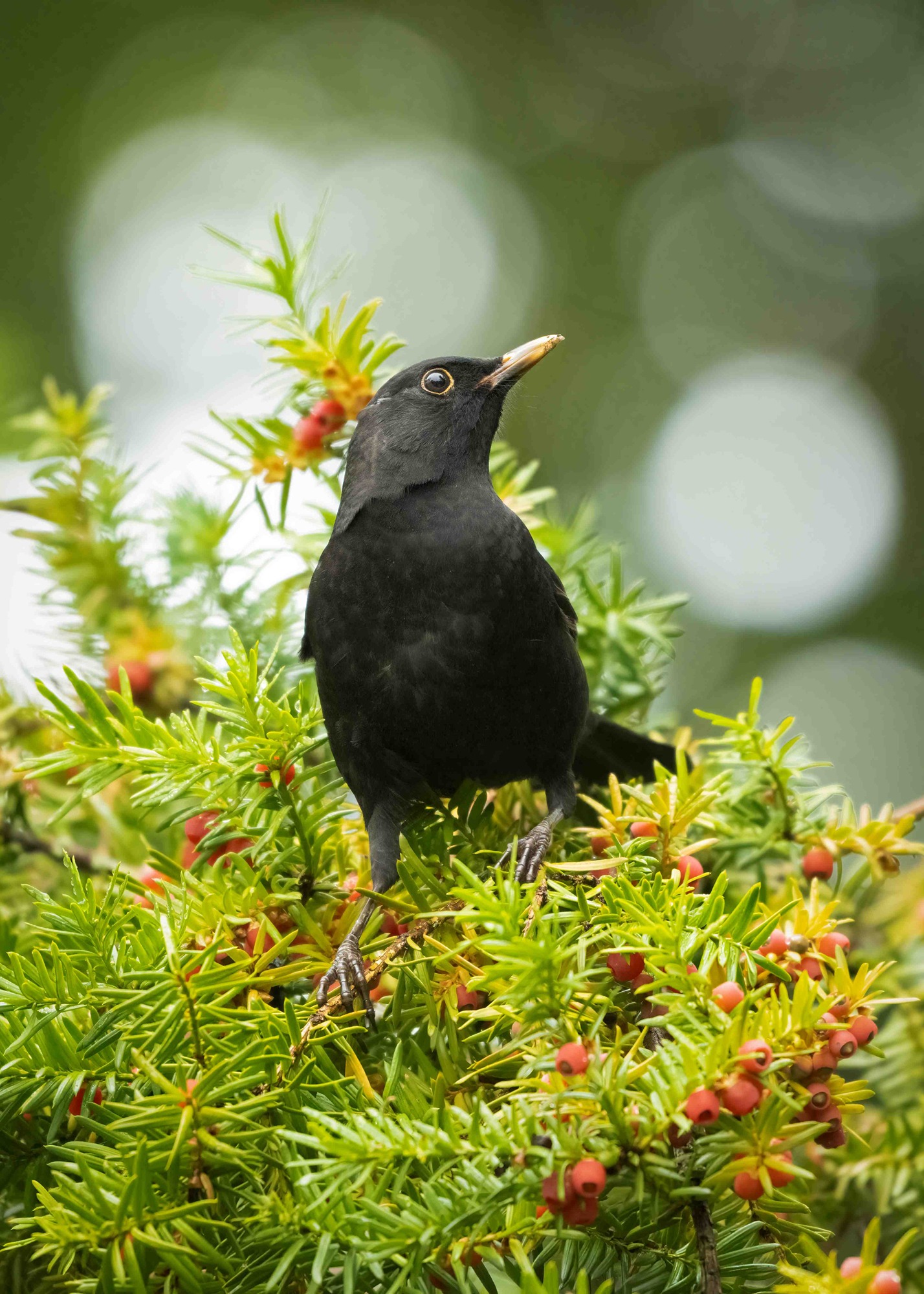 DSC_4824 Blackbird (7x5 Portrait)