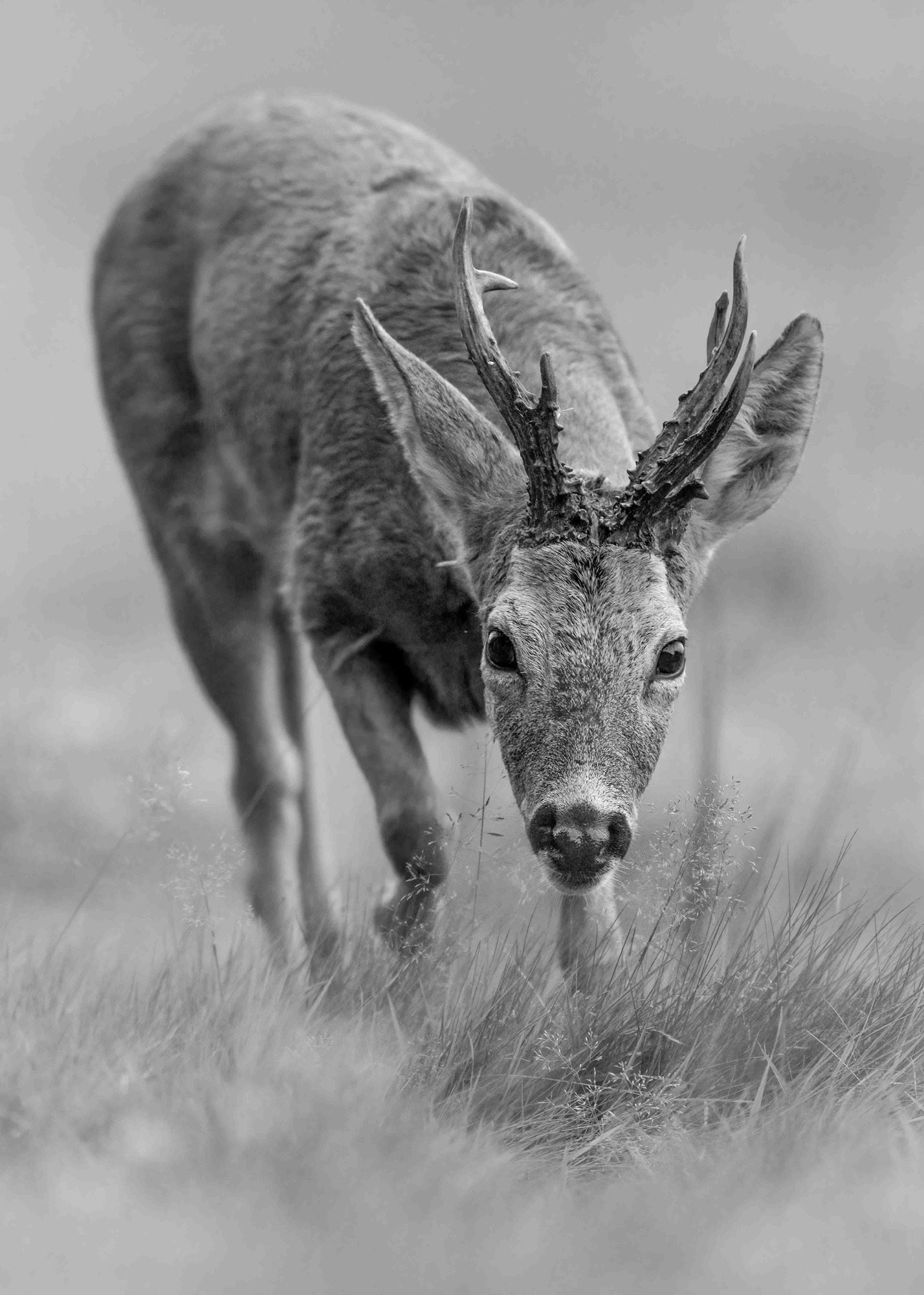 DSC_8133 Roe Deer Buck (7x5 B&W Portrait)