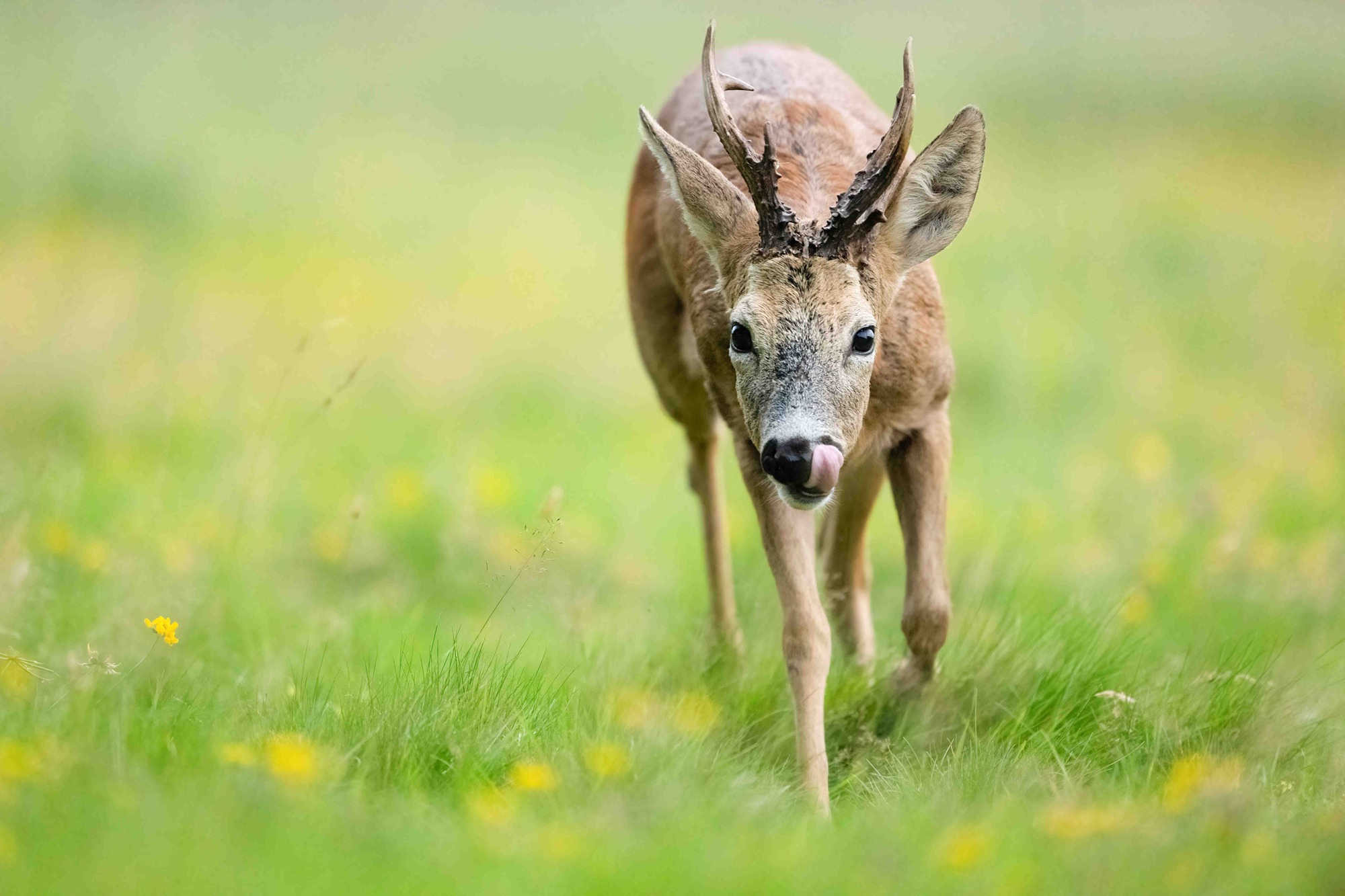 DSC_8138 Roe Deer Buck (6x4)