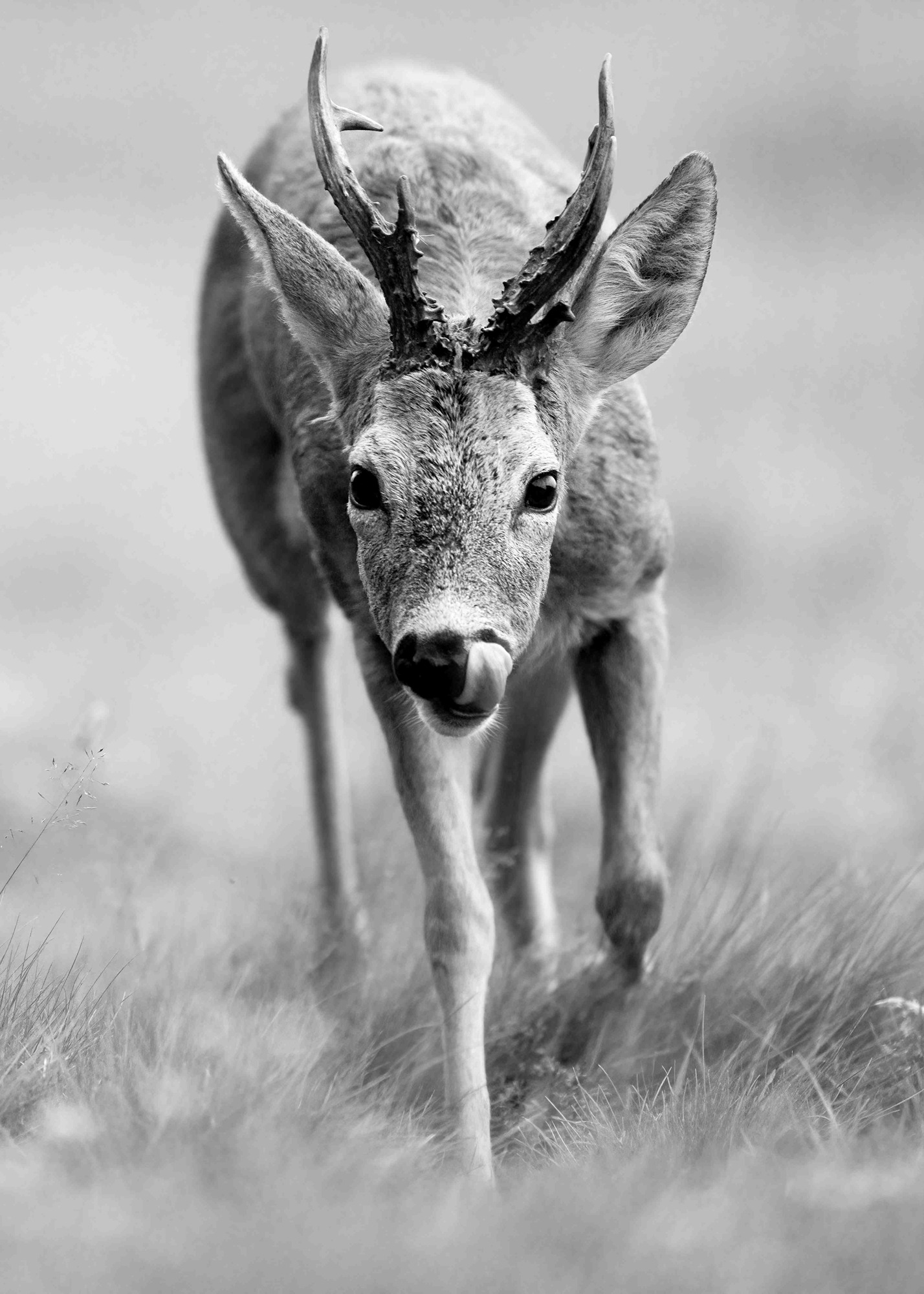 DSC_8138 Roe Deer Buck (7x5 B&W Portrait)
