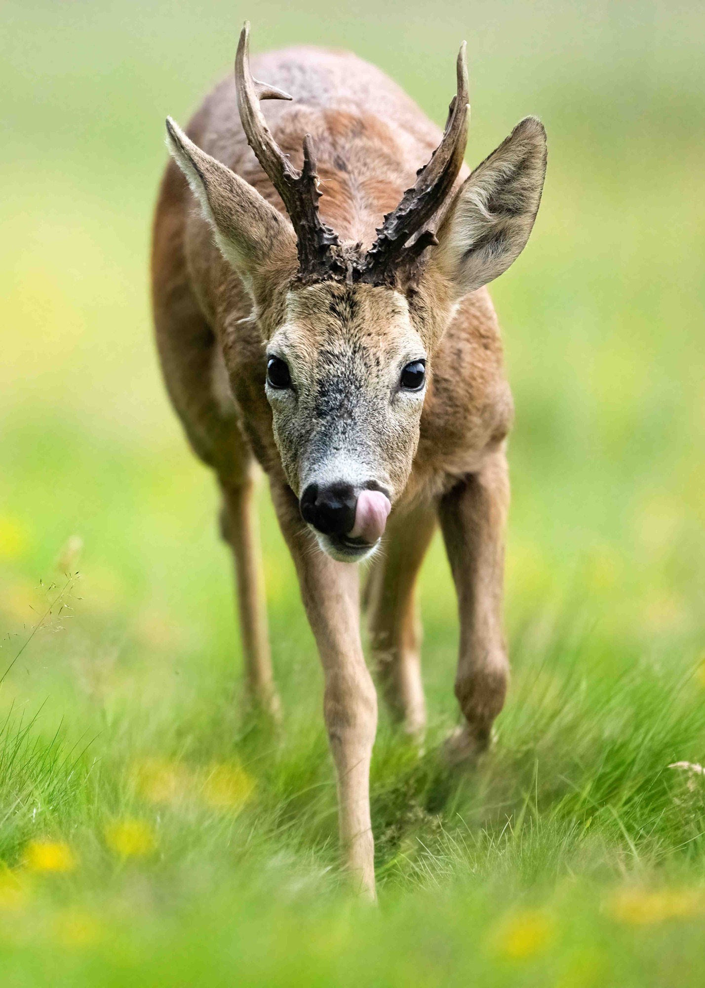 DSC_8138 Roe Deer Buck (7x5 Portrait)