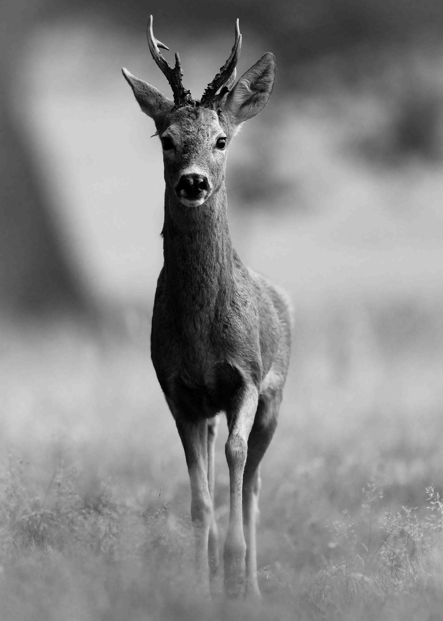 DSC_8172 Roe Deer Buck (7x5 B&W Portrait)