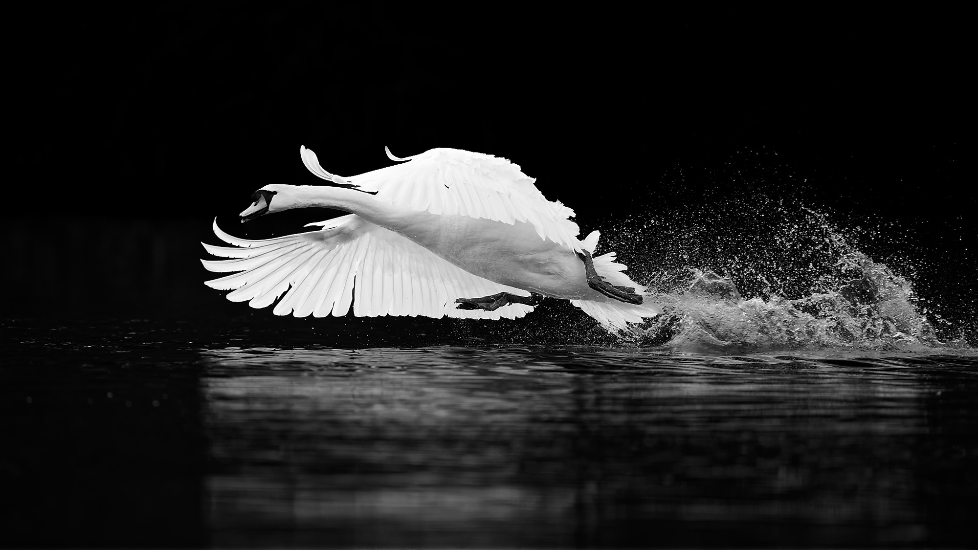 DSC_3453_DxO_MuteSwan.jpg
