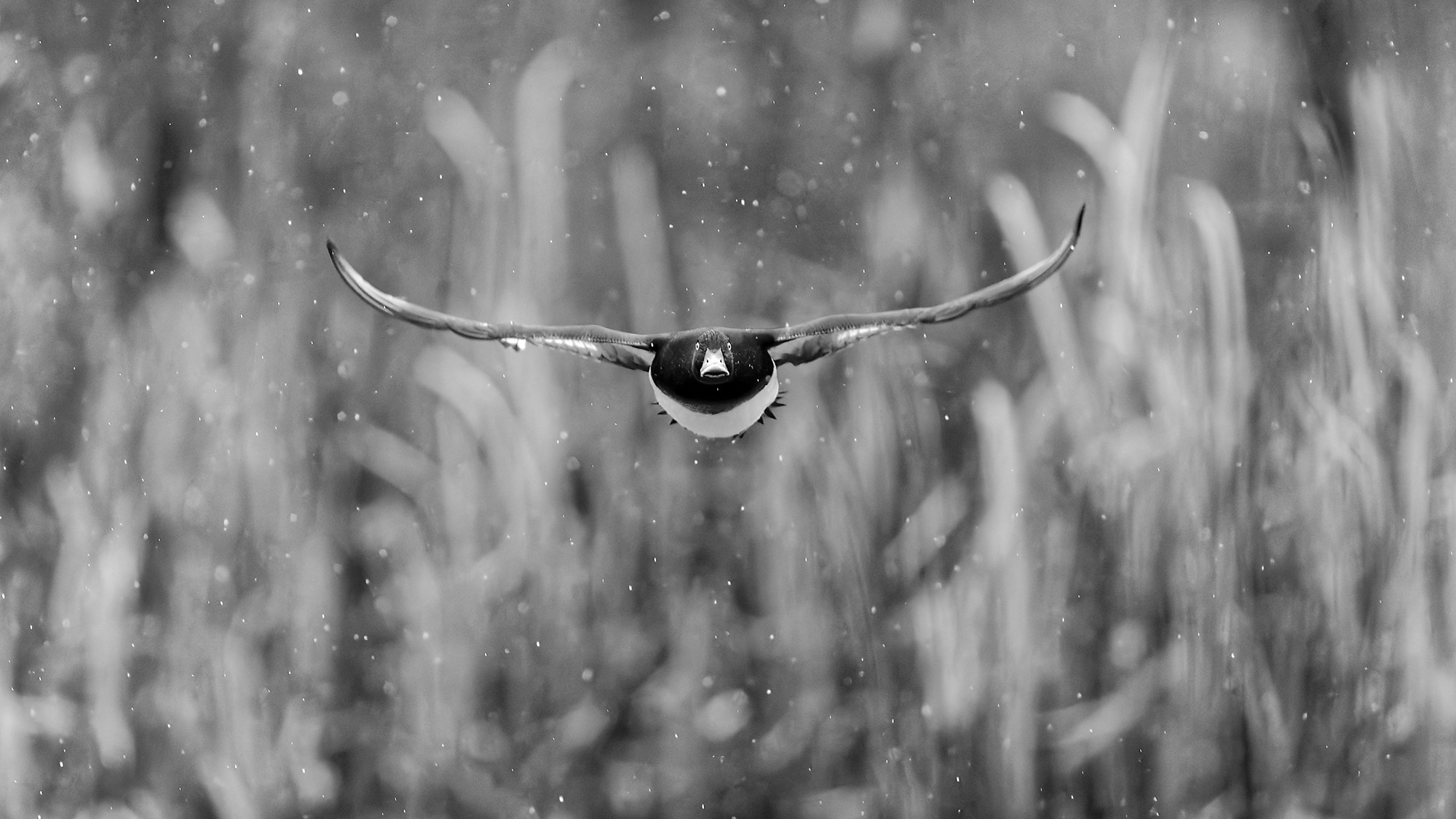 DSC_2862_DxO_B&W_Crop_16x9_DxO.jpg