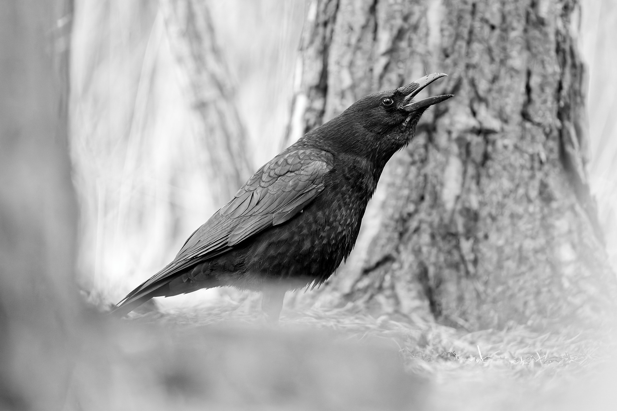 DSC_2344_DxO_B&W_Crop_DxO_Crow.jpg