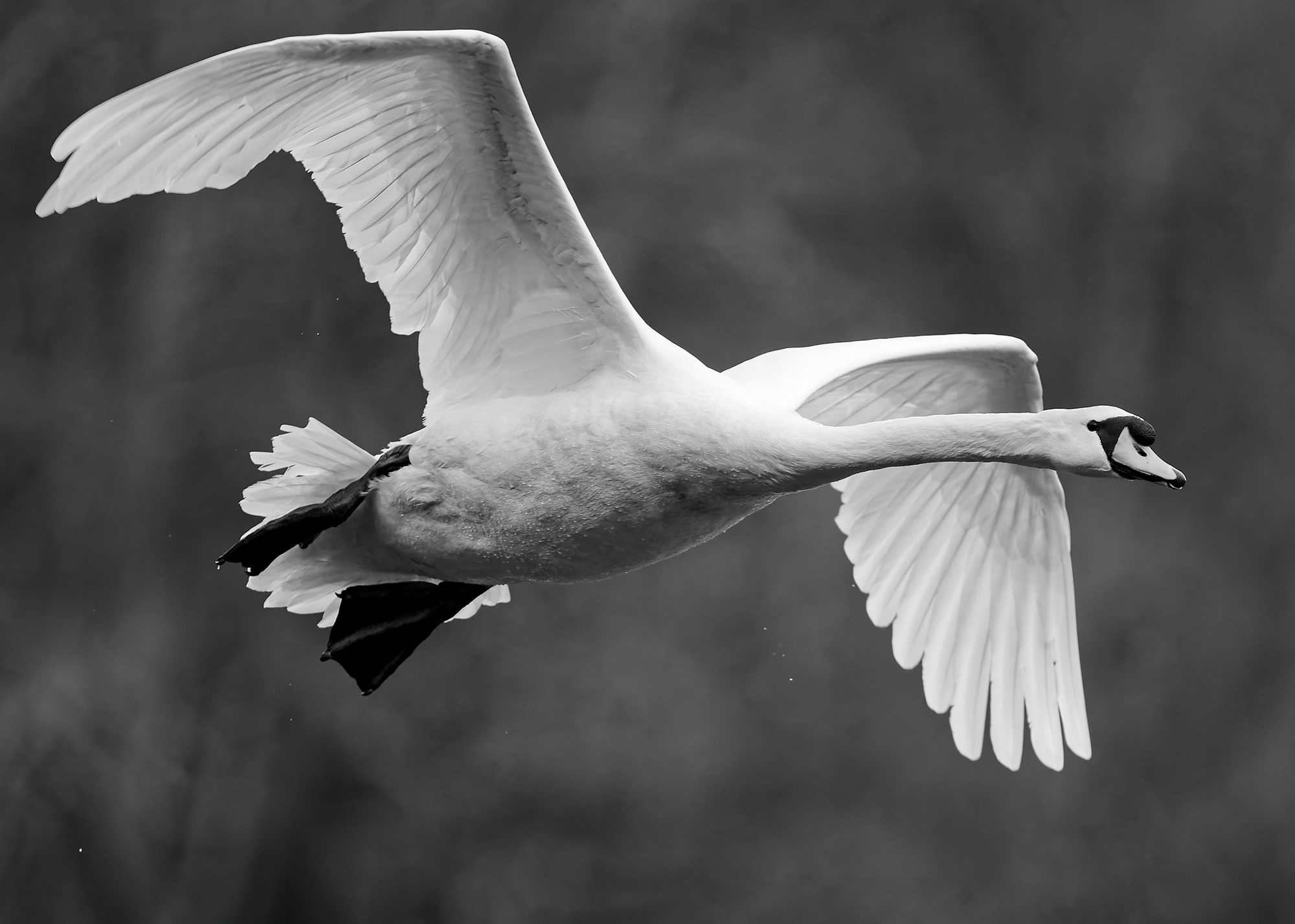 DSC_3736_DxO_7x5_B&W_DxO_MuteSwan.jpg