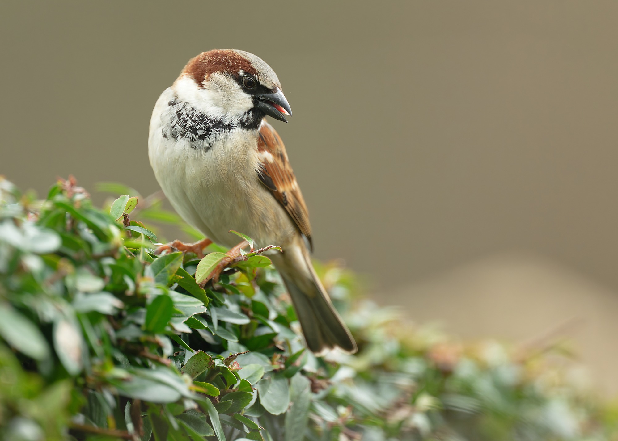 DSC_2966_DxO_7x5_DxO_HouseSparrow.jpg