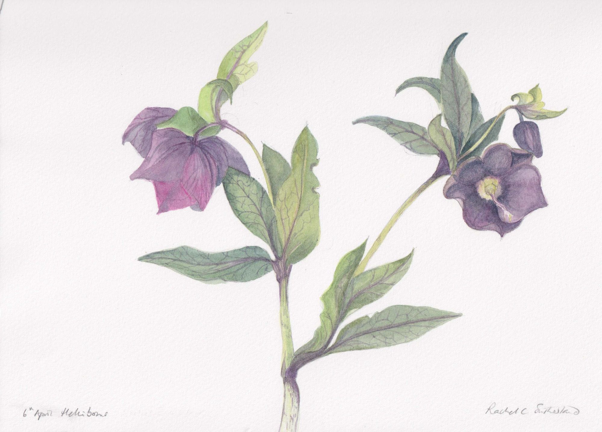 Helleborus  2