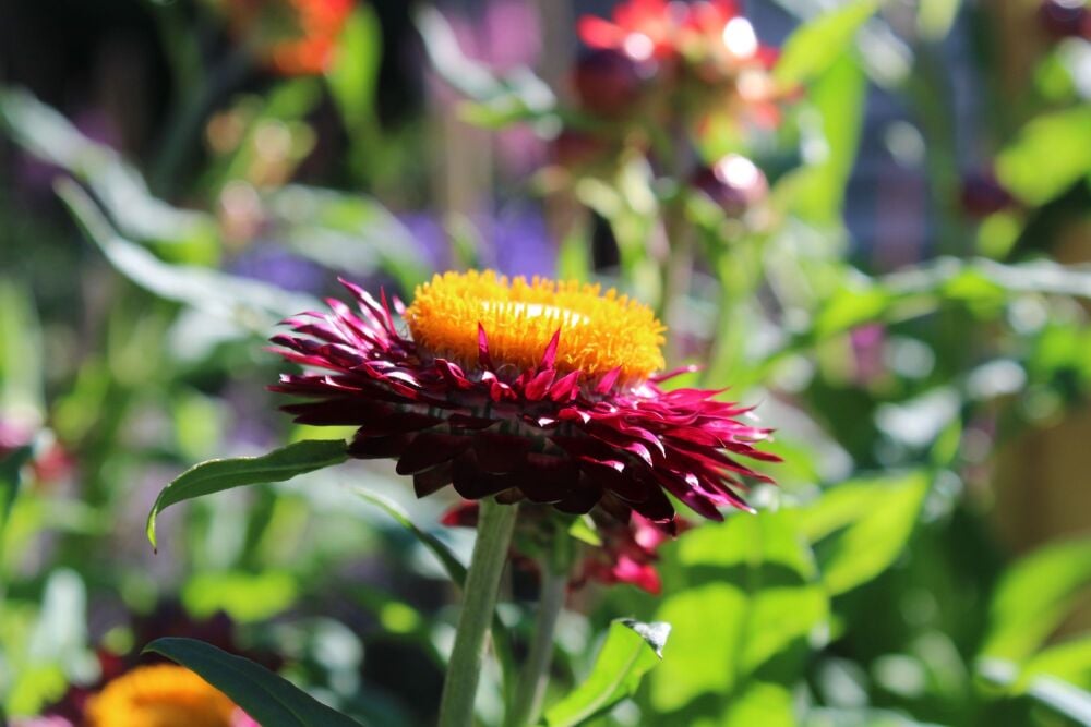 Strawflowers