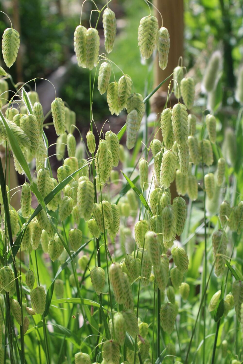 Dried Grasses