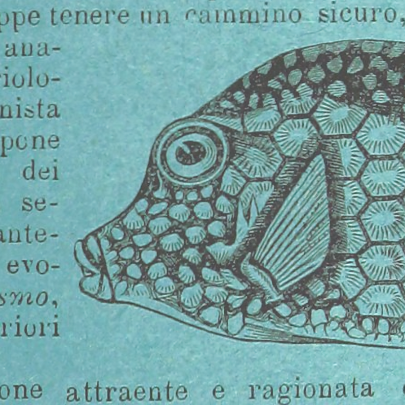 Default image