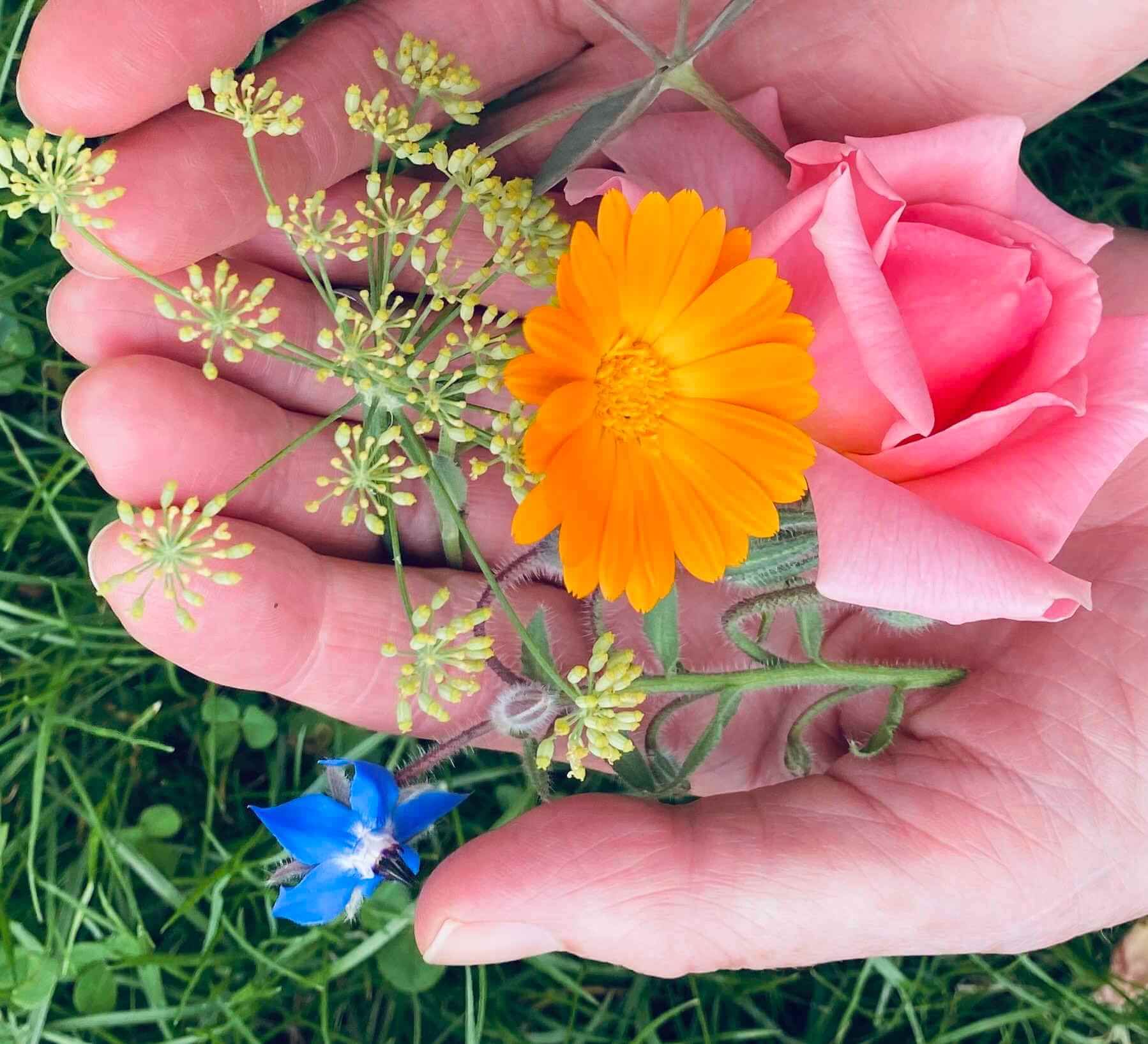 Hands holding rose, calendula, fennel, borage, and eucalyptus â freshly picked