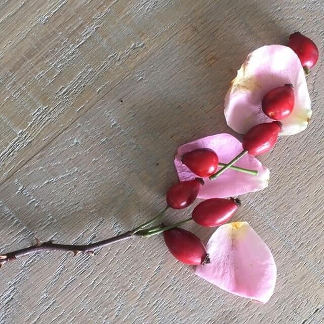 8. Rosehip and petals