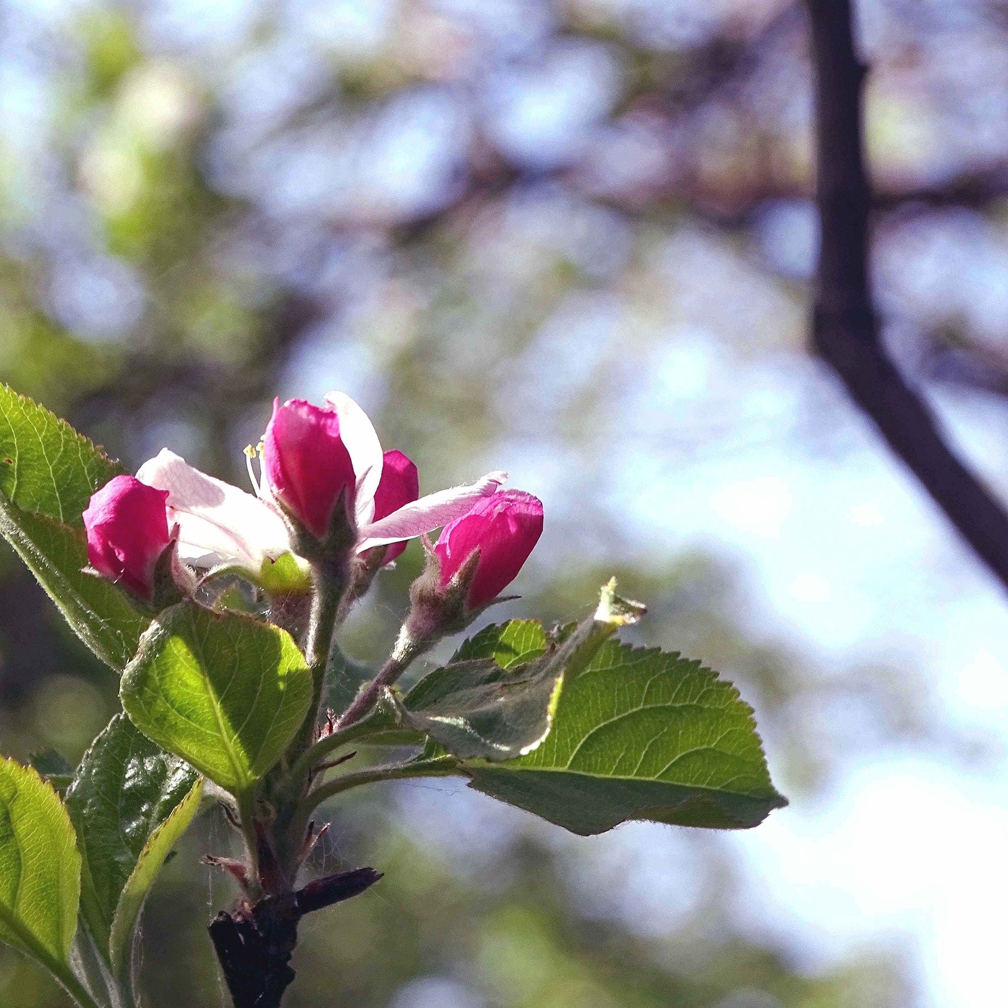 Delicate apple blossom from Somerset orchard, reflecting Lucyâs natural skincare roots.