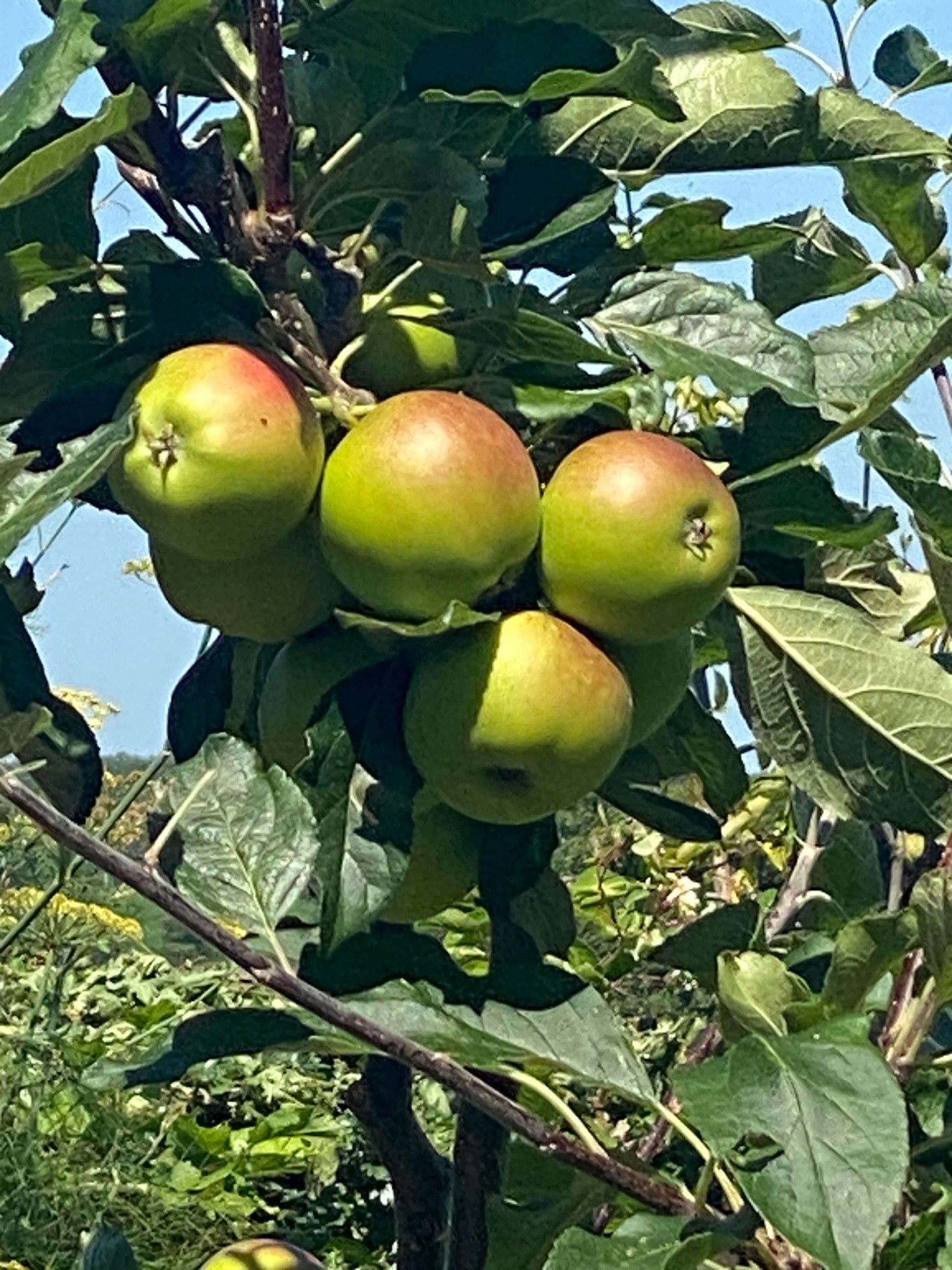 Orchard apples growing in the Apple Tree Studio garden at Lucyâs Facials.