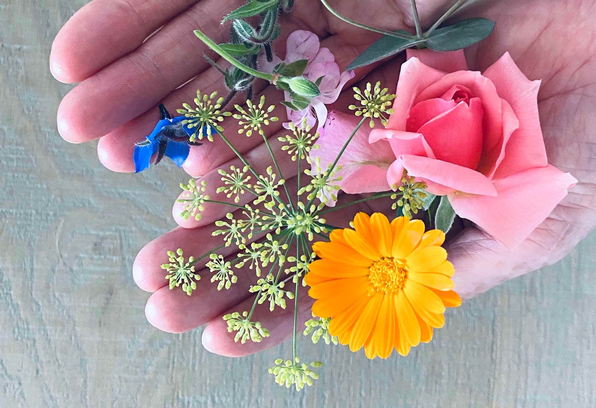 A handful of calendula, rose, fennel, and borage â€” fresh botanicals used in holistic skincare.