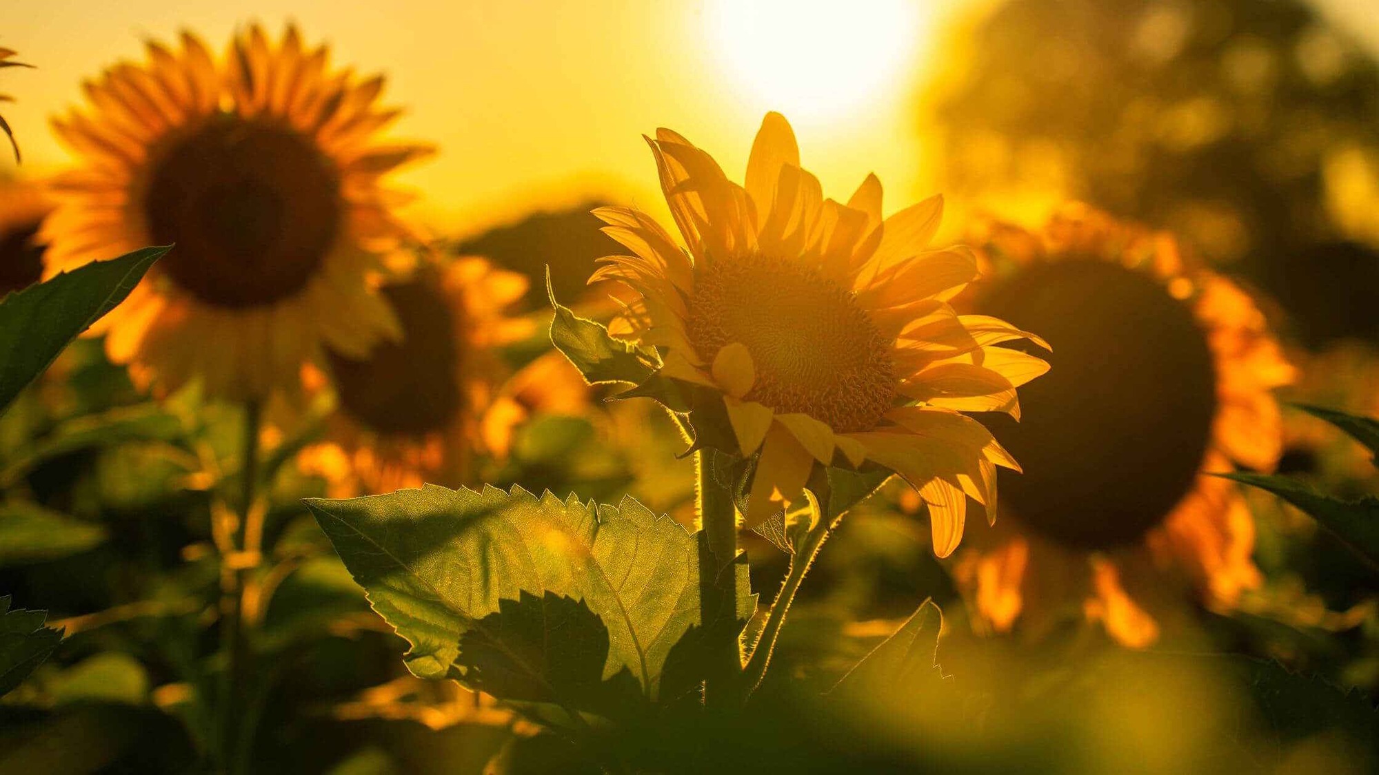 Sunflowers glowing in sunlight