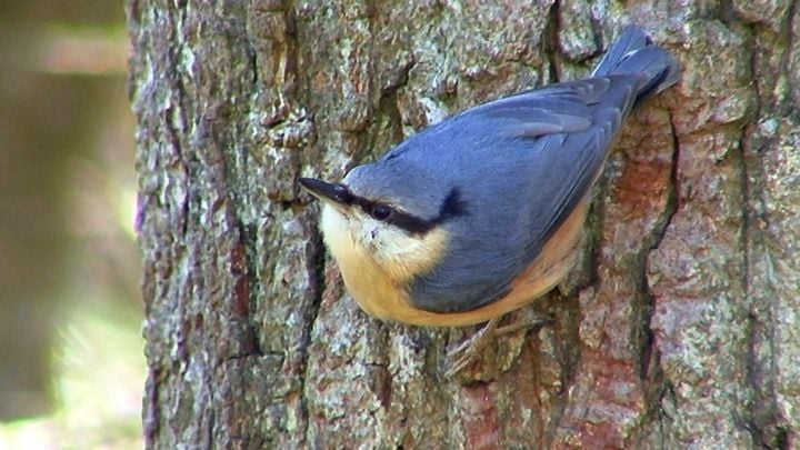 Nuthatch