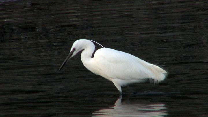 Little egret