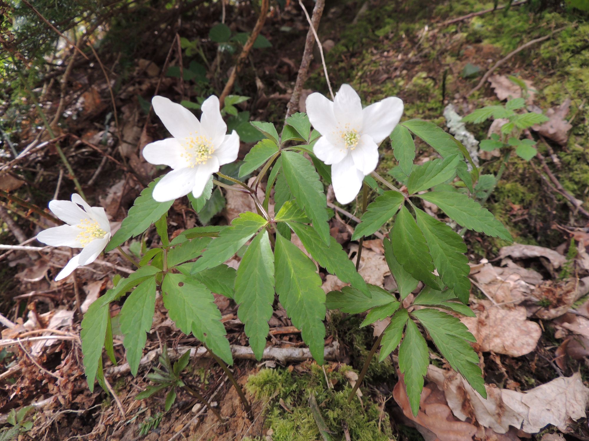 Wood anemonies