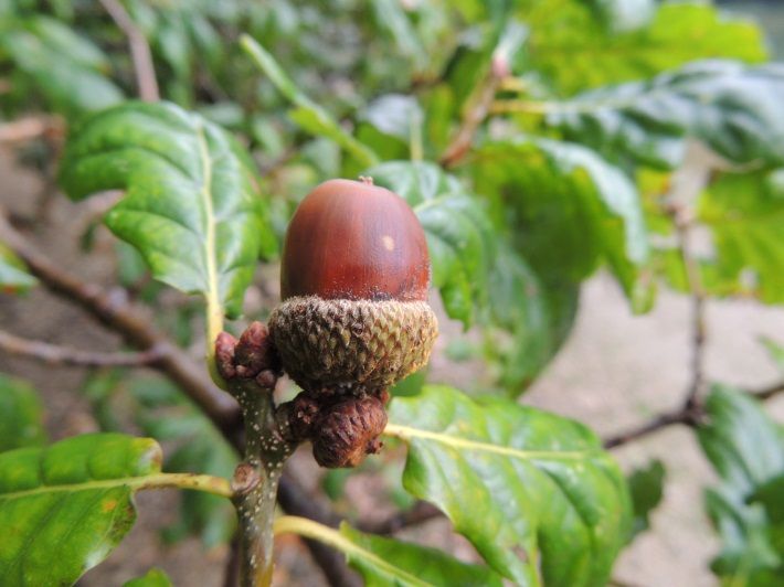 Sessile oak acorn