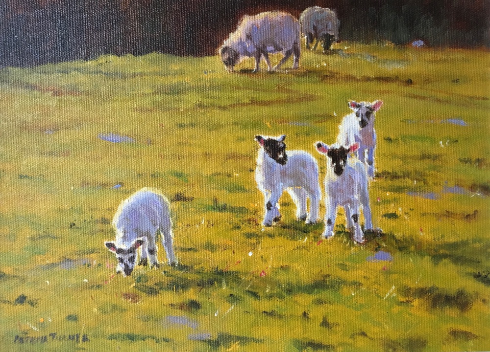 Lambs in May, Lake District, 21 x 29 cms (Framed)