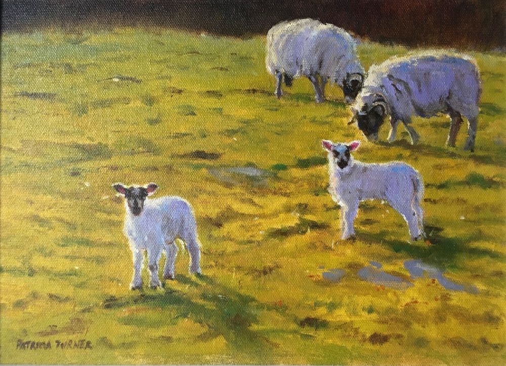 Lambs in May 2, Lake District, 21 x 29 cms (Framed)