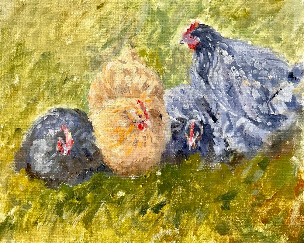 4 Orpington Hens