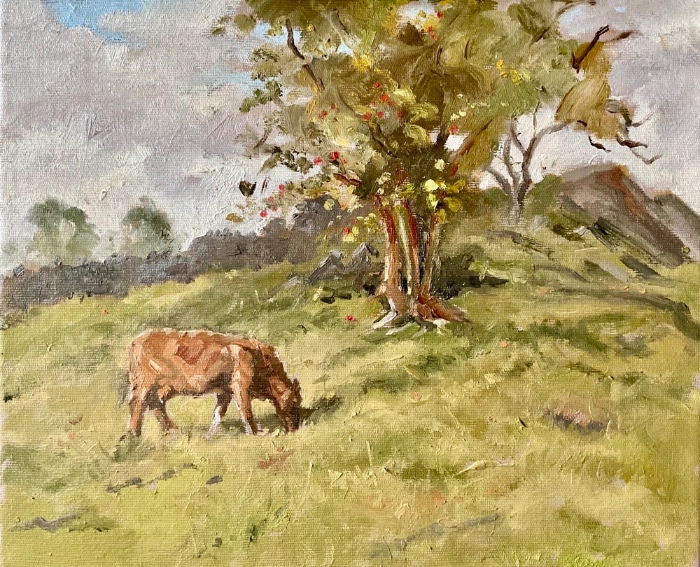 Saler Cow and hawthorn, Lake District