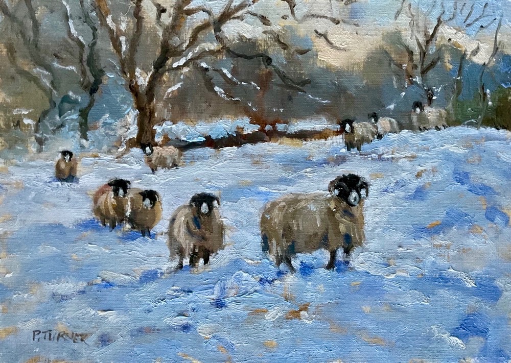 Swaledale sheep in snow, The Lake District, 15 x 21 cms (Unframed)
