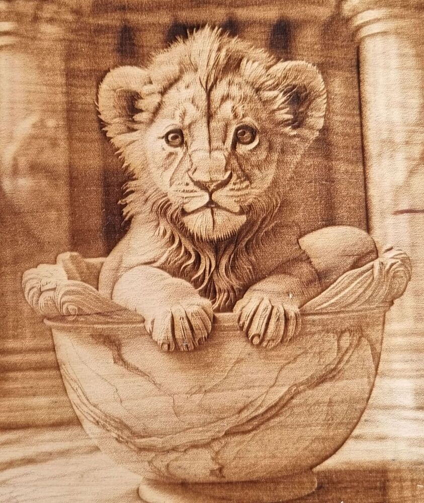 Baby Lion