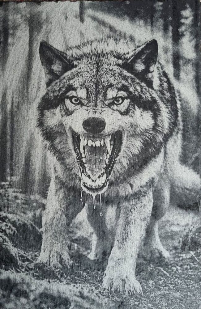 Slate Wolf
