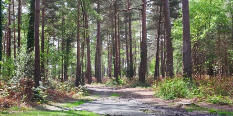 New Forest Rhinefield